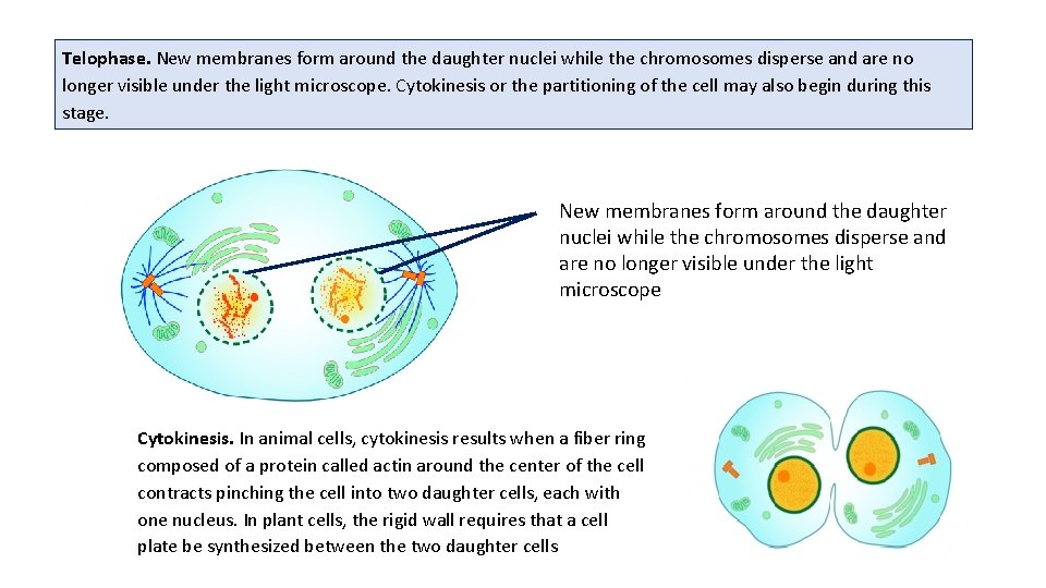 Telophase. New membranes form around the daughter nuclei while the chromosomes disperse and are