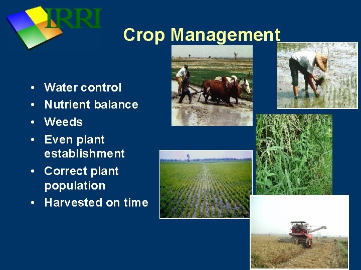 Crop Management • • Water control Nutrient balance Weeds Even plant establishment • Correct