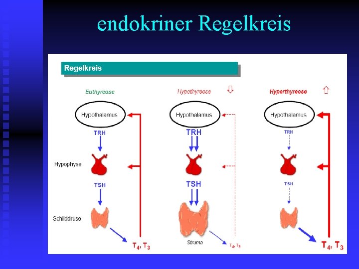 endokriner Regelkreis 