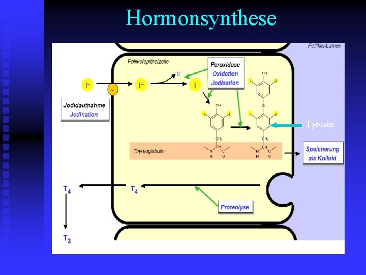 Hormonsynthese Tyrosin 