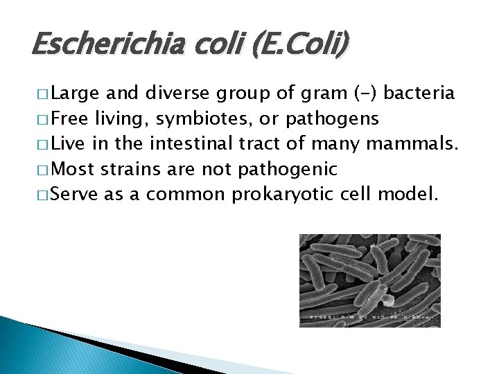 Escherichia coli (E. Coli) � Large and diverse group of gram (-) bacteria �