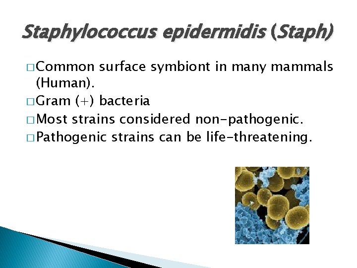Staphylococcus epidermidis (Staph) � Common surface symbiont in many mammals (Human). � Gram (+)