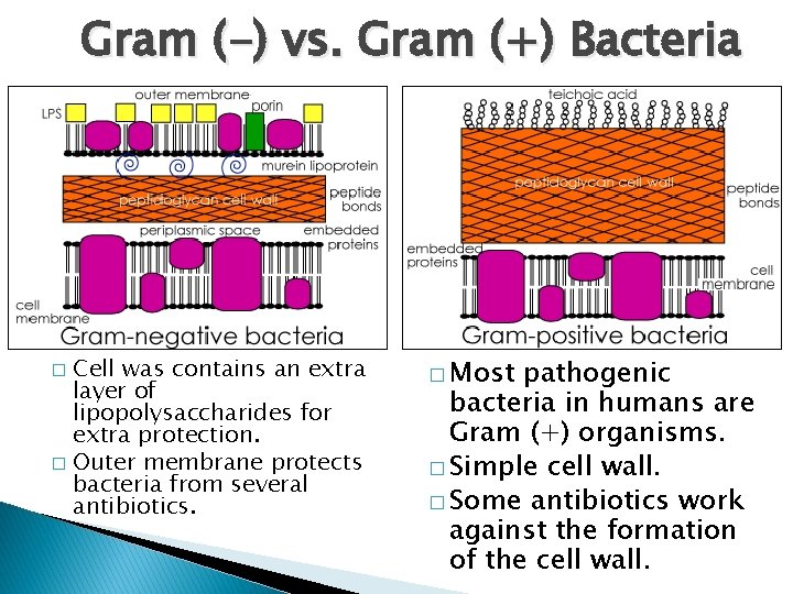 Gram (-) vs. Gram (+) Bacteria Cell was contains an extra layer of lipopolysaccharides