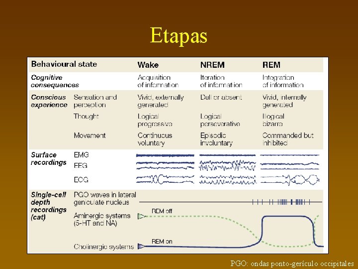 Etapas PGO: ondas ponto-gerículo occipitales 