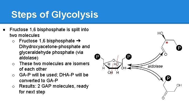 Steps of Glycolysis ● Fructose 1, 6 bisphosphate is split into two molecules o