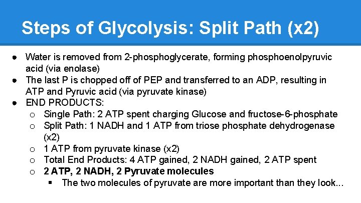 Steps of Glycolysis: Split Path (x 2) ● Water is removed from 2 -phosphoglycerate,
