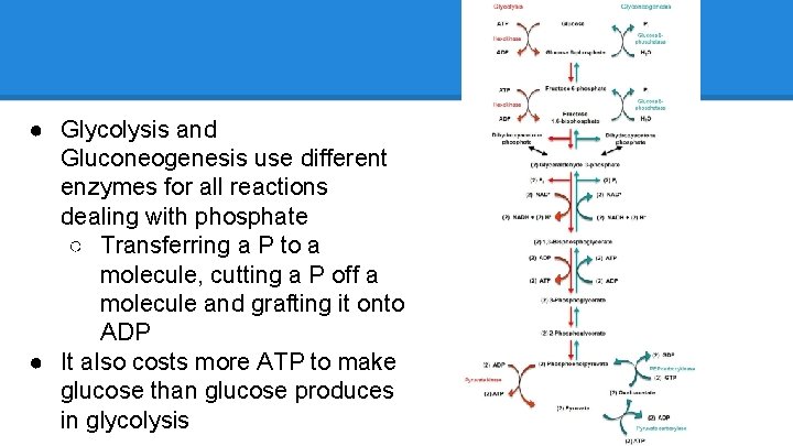 ● Glycolysis and Gluconeogenesis use different enzymes for all reactions dealing with phosphate ○