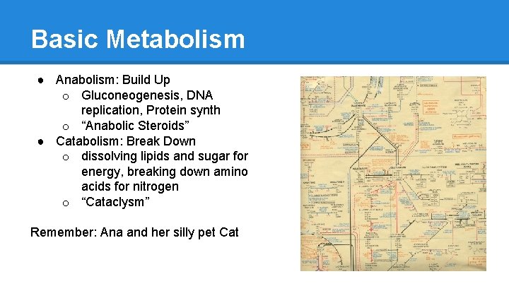 Basic Metabolism ● Anabolism: Build Up o Gluconeogenesis, DNA replication, Protein synth o “Anabolic