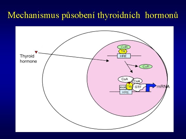 Mechanismus působení thyroidních hormonů 