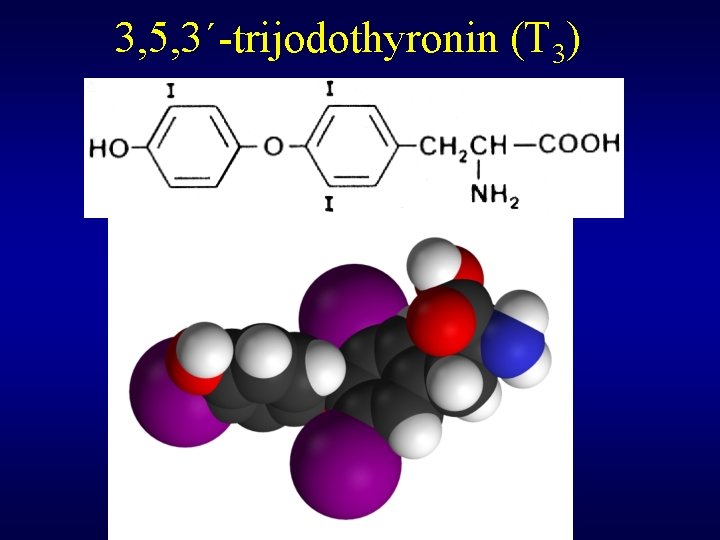 3, 5, 3´-trijodothyronin (T 3) 