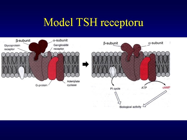 Model TSH receptoru 