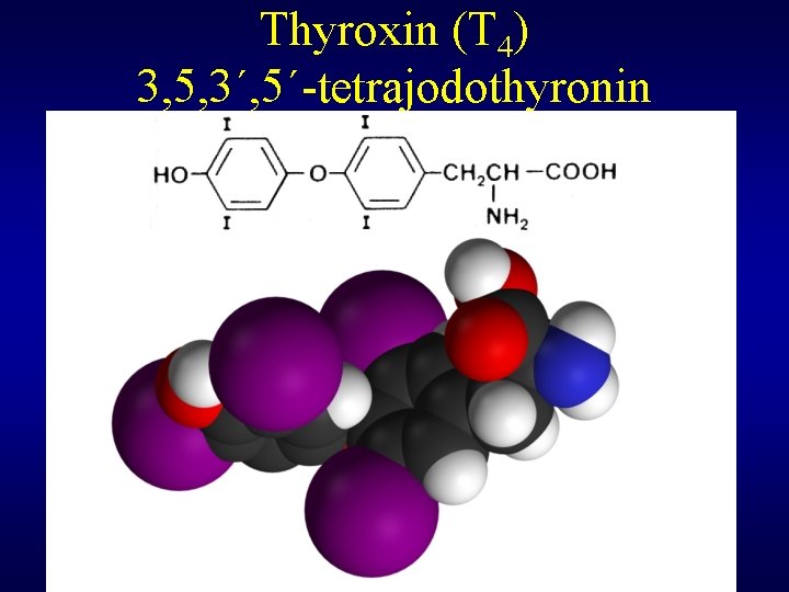 Thyroxin (T 4) 3, 5, 3´, 5´-tetrajodothyronin 
