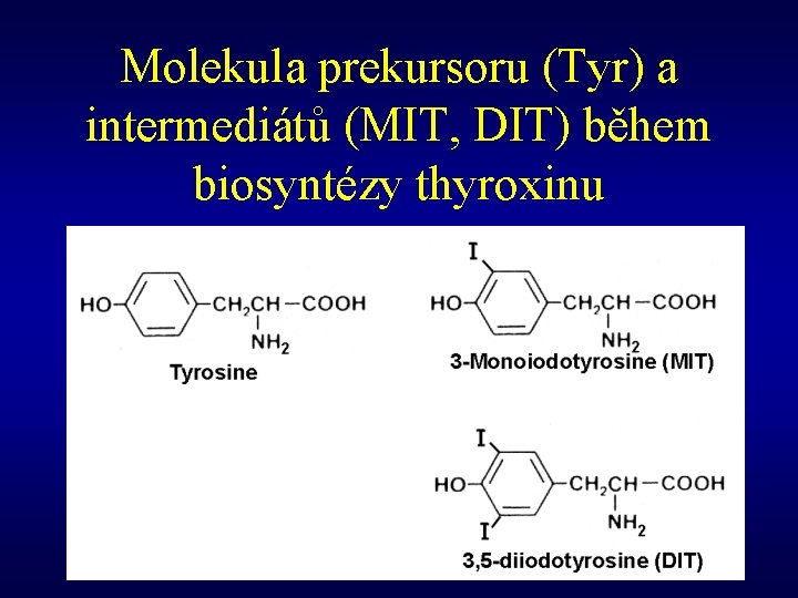 Molekula prekursoru (Tyr) a intermediátů (MIT, DIT) během biosyntézy thyroxinu 