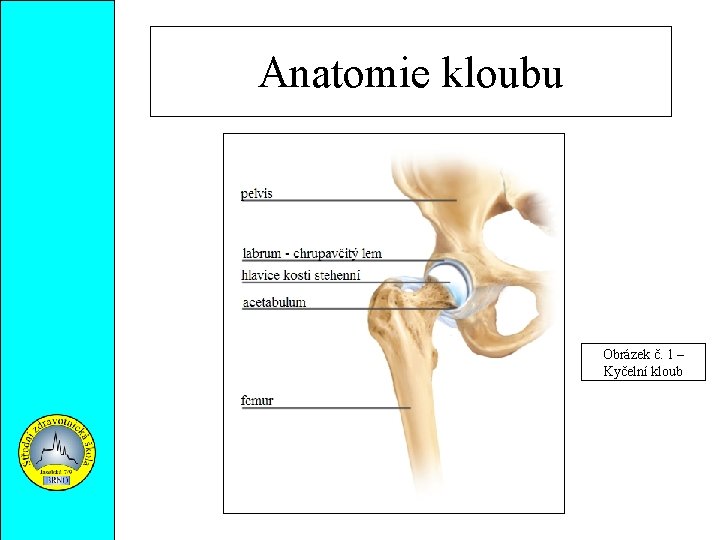 Anatomie kloubu Obrázek č. 1 – Kyčelní kloub 