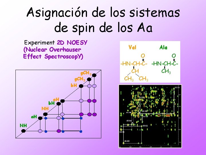 Asignación de los sistemas de spin de los Aa Experiment 2 D NOESY (Nuclear