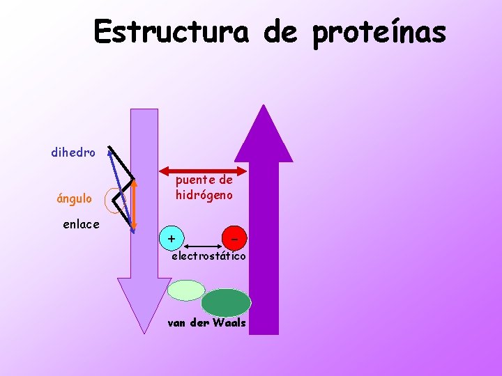 Estructura de proteínas dihedro ángulo enlace puente de hidrógeno + - electrostático van der