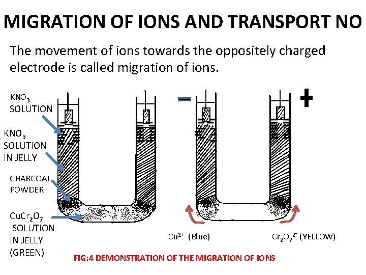MIGRATION OF IONS AND TRANSPORT NO The movement of ions towards the oppositely charged