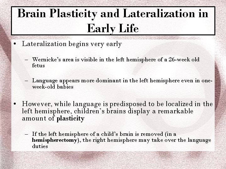 Brain Plasticity and Lateralization in Early Life • Lateralization begins very early – Wernicke’s