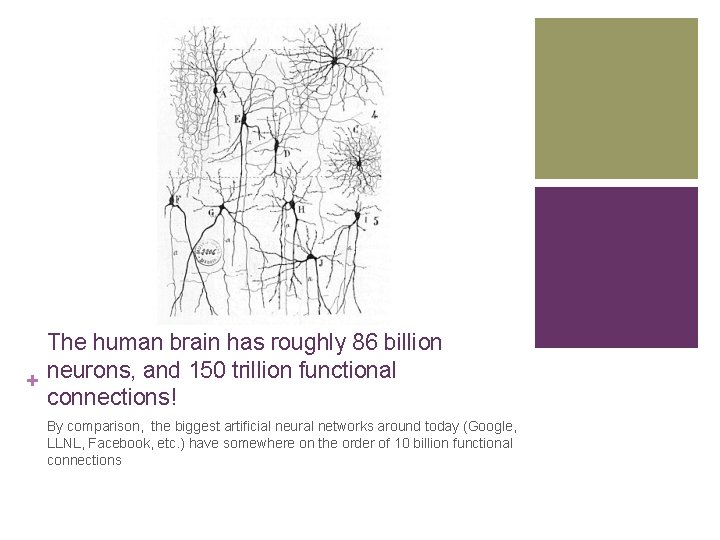 The human brain has roughly 86 billion + neurons, and 150 trillion functional connections!