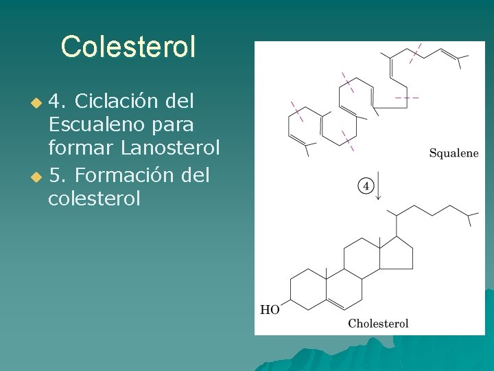 Colesterol 4. Ciclación del Escualeno para formar Lanosterol u 5. Formación del colesterol u