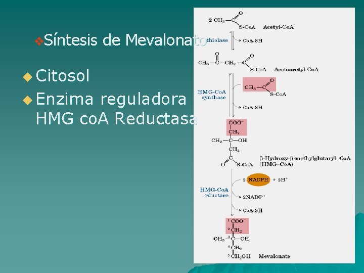 v. Síntesis de Mevalonato u Citosol u Enzima reguladora HMG co. A Reductasa 
