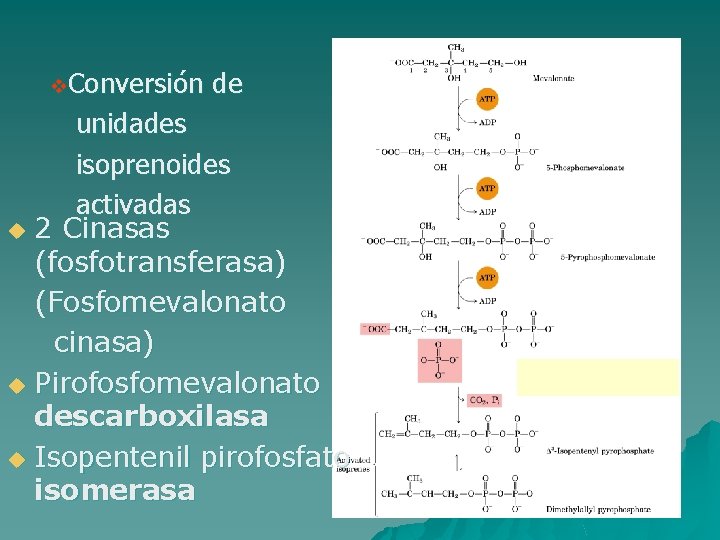 v. Conversión de unidades isoprenoides activadas u 2 Cinasas (fosfotransferasa) (Fosfomevalonato cinasa) u Pirofosfomevalonato