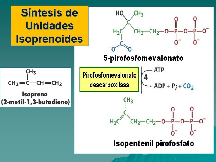 Síntesis de Unidades Isoprenoides 