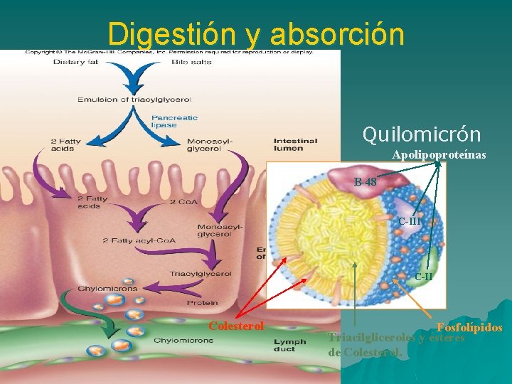 Digestión y absorción Quilomicrón Apolipoproteínas B-48 C-III C-II Colesterol Fosfolípidos Triacilgliceroles y ésteres de