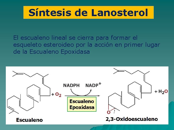 Síntesis de Lanosterol El escualeno lineal se cierra para formar el esqueleto esteroideo por