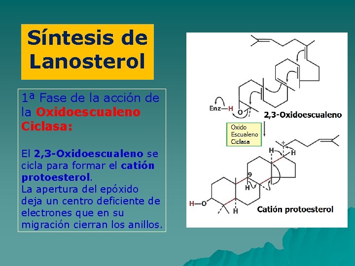 Síntesis de Lanosterol 1ª Fase de la acción de la Oxidoescualeno Ciclasa: El 2,