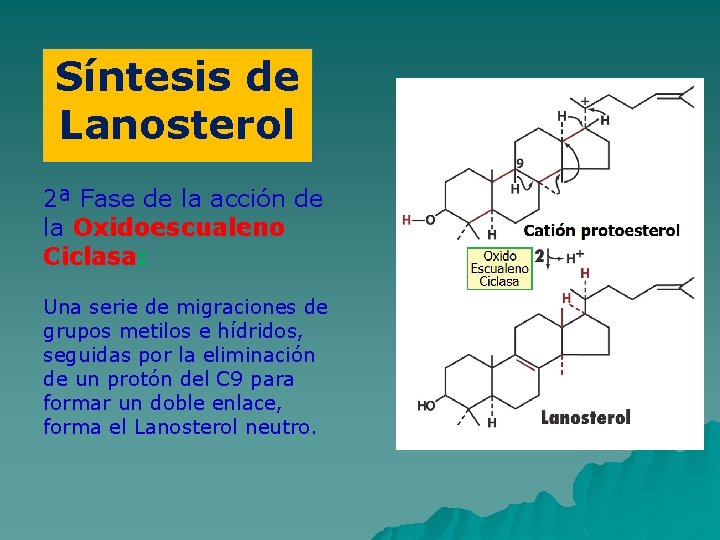 Síntesis de Lanosterol 2ª Fase de la acción de la Oxidoescualeno Ciclasa: Una serie