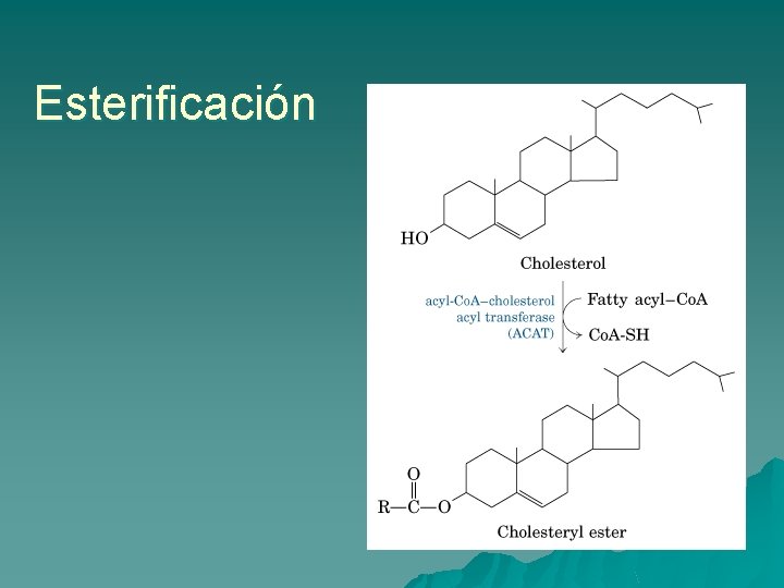 Esterificación 