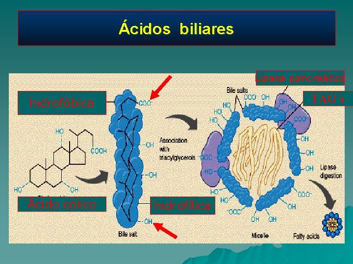 Ácidos biliares Lipasa pancreática TAG´s hidrofóbica Ácido cólico hidrofílica 