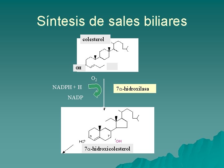 Síntesis de sales biliares colesterol OH O 2 NADPH + H 7 a-hidroxilasa NADP