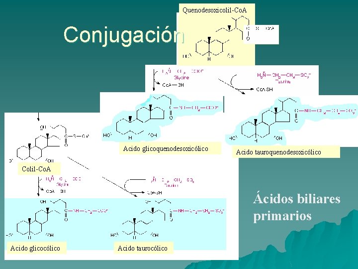 Quenodesoxicolil-Co. A Conjugación Acido glicoquenodesoxicólico Acido tauroquenodesoxicólico Colil-Co. A Ácidos biliares primarios Acido glicocólico