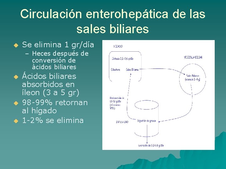 Circulación enterohepática de las sales biliares u Se elimina 1 gr/día – Heces después