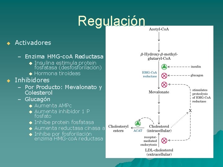 Regulación u Activadores – Enzima HMG-co. A Reductasa u u u Insulina estimula protein