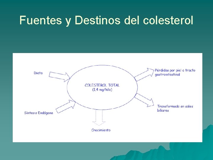 Fuentes y Destinos del colesterol 