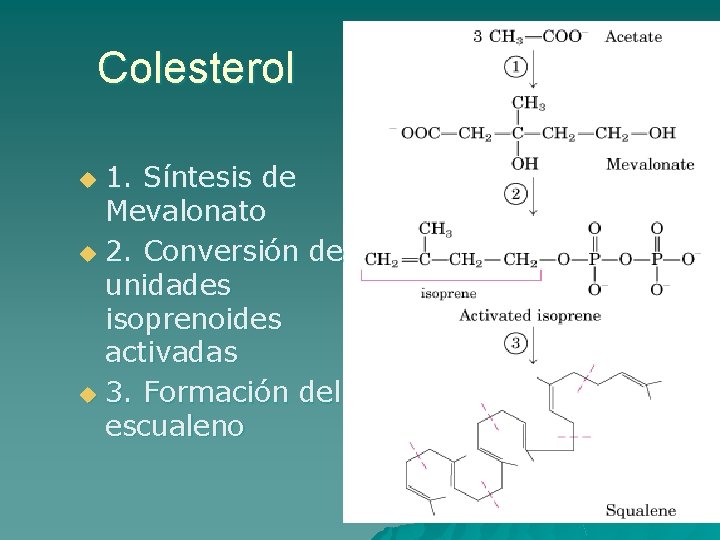 Colesterol 1. Síntesis de Mevalonato u 2. Conversión de unidades isoprenoides activadas u 3.