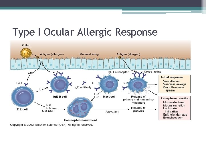 Type I Ocular Allergic Response Mechanism 