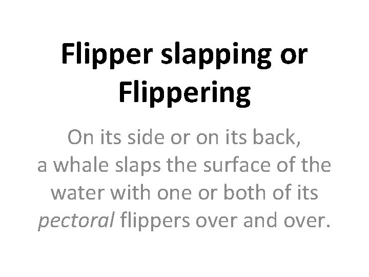 Flipper slapping or Flippering On its side or on its back, a whale slaps