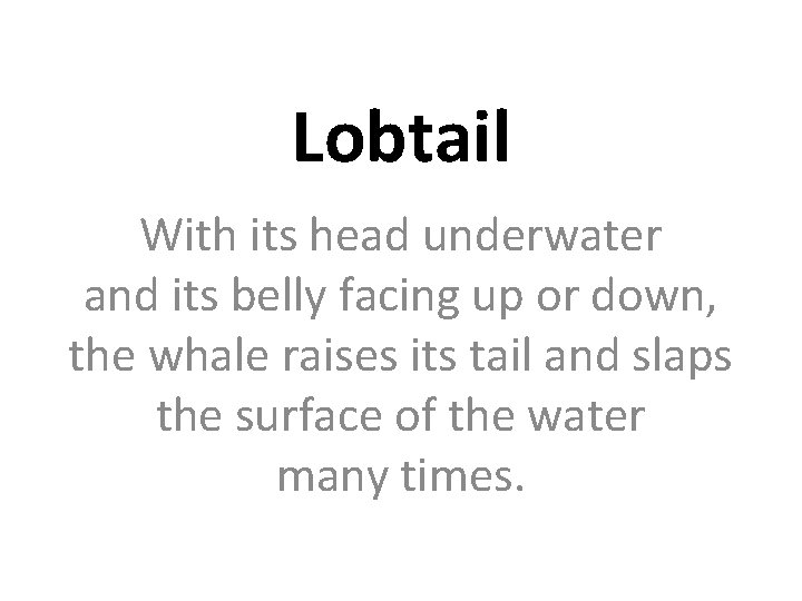 Lobtail With its head underwater and its belly facing up or down, the whale