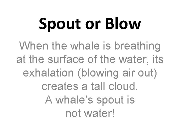 Spout or Blow When the whale is breathing at the surface of the water,