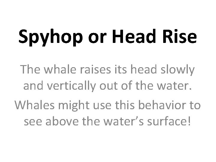 Spyhop or Head Rise The whale raises its head slowly and vertically out of