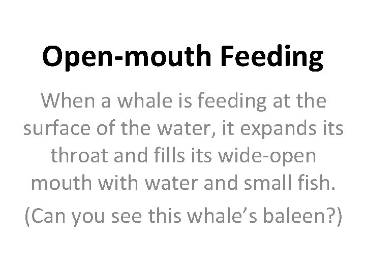Open-mouth Feeding When a whale is feeding at the surface of the water, it