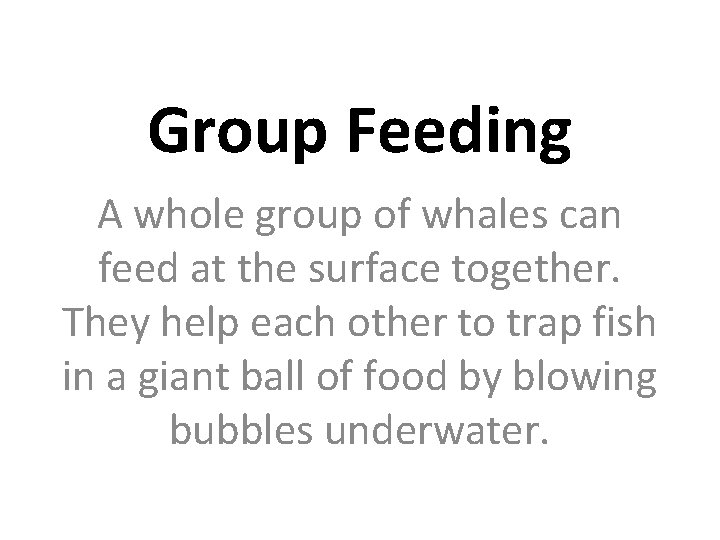 Group Feeding A whole group of whales can feed at the surface together. They