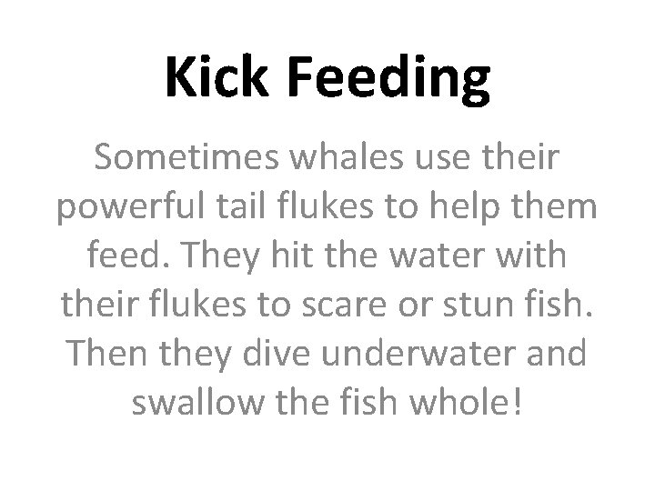 Kick Feeding Sometimes whales use their powerful tail flukes to help them feed. They