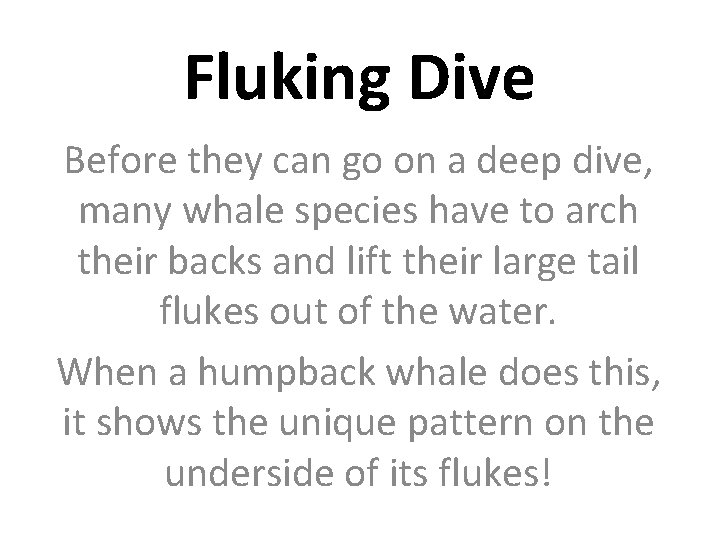 Fluking Dive Before they can go on a deep dive, many whale species have