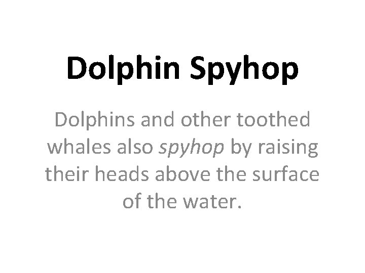 Dolphin Spyhop Dolphins and other toothed whales also spyhop by raising their heads above