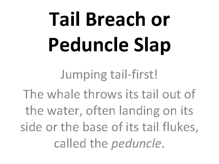 Tail Breach or Peduncle Slap Jumping tail-first! The whale throws its tail out of